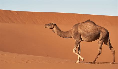 The cartoon character bugs bunny is one of these. Dromedary Camel | The Animal Facts | Appearance, Diet ...