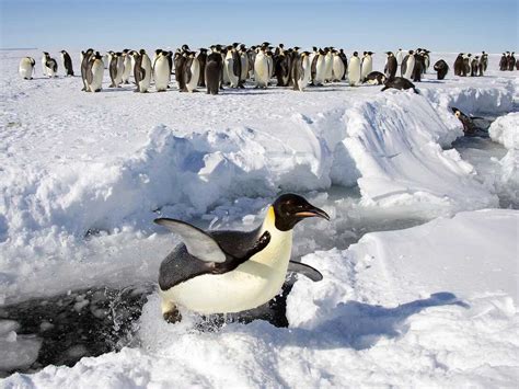 Antarctica S Emperor Penguins Will Receive Endangered Species