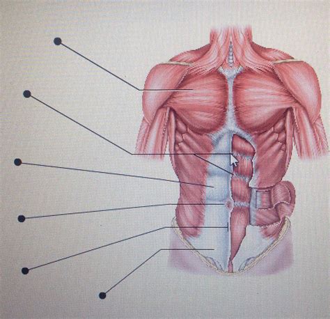 Abdominal Cavity Anatomy