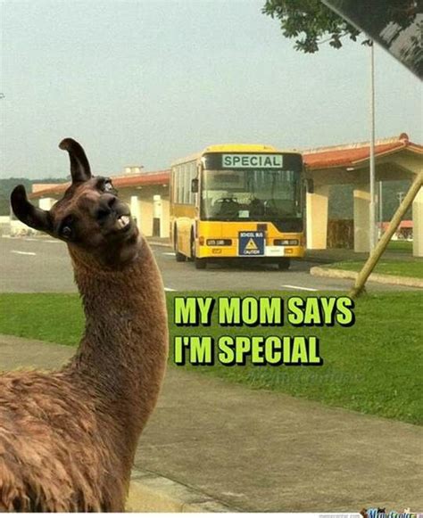30 Funny Llama Captions Llama Pout Captio