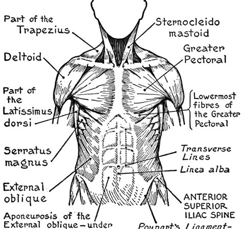 All images videos audio templates 3d premium editorial. Muscular System Coloring Pages at GetColorings.com | Free ...