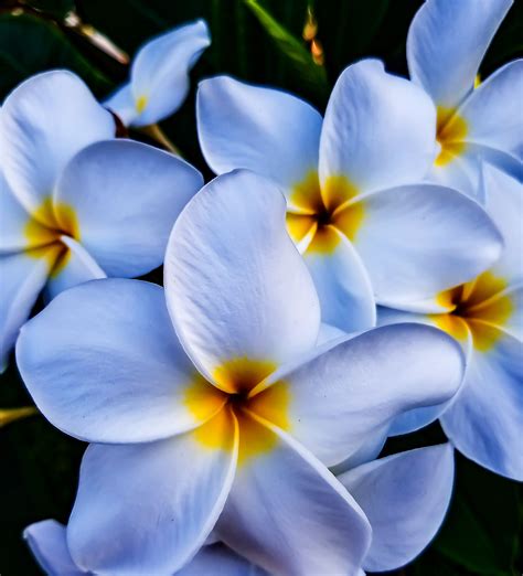 Florida Keys Plants And Flowers Best Flower Site