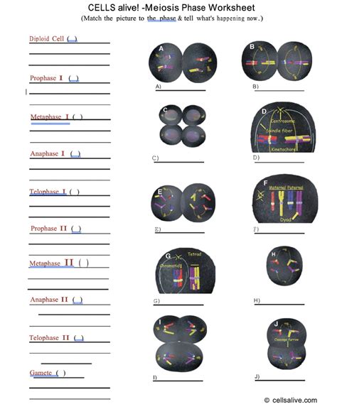 Explain the relationship between meiosis and sexual. Meiosis Phase Worksheet Answer Key - Thekidsworksheet