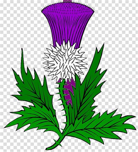 Thistle Scotland Others Transparent Background Png Clipart Hiclipart