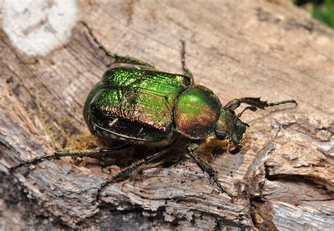 About Noble Chafer Beetles Peoples Trust For Endangered Species