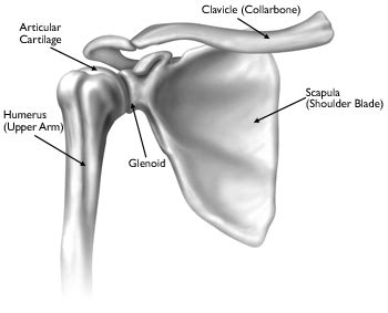 This image shows the shoulder joint displaying the bones and ligaments that form the joint and supports it (from anterior view) showing: Basic Anatomy of the Shoulder — ACRO Physical Therapy & Fitness