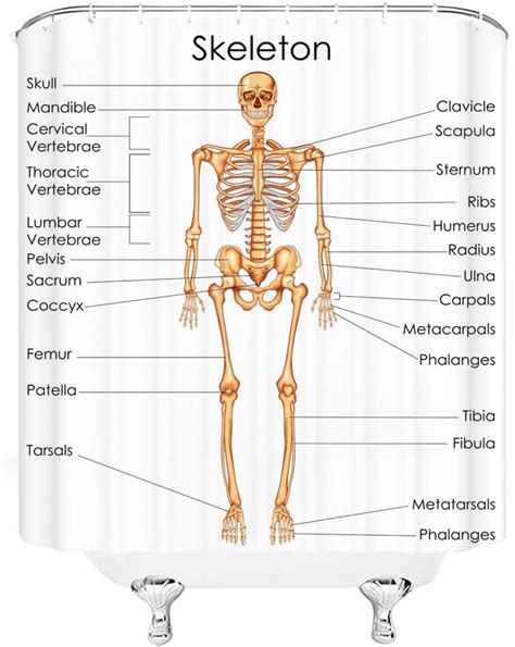 Xnichohe Skeleton Shower Curtain Human Anatomy Skeletal System Diagram