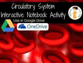 Circulatory System Digital Interactive Activity By Science In The City
