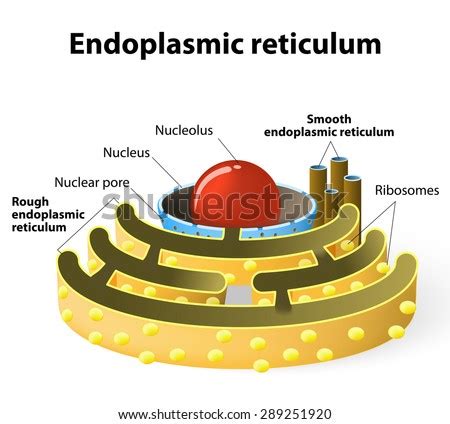 Although they appear as if separate, they are smooth endoplasmic reticulum (ser) is tubular than rer and forms an interconnecting. Animal Cell Structure Stock Vectors & Vector Clip Art ...