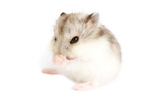 Campbells Dwarf Hamster Breed Guide And Care Tips Littlefurrypets