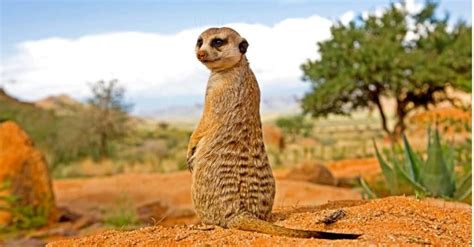 Meerkat Vs Prairie Dog What Are The Key Differences Unianimal