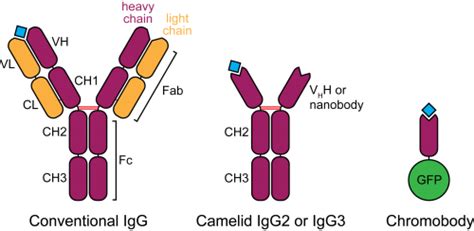 Download Chromobody Schematic Camelid Antibodies Transparent Png