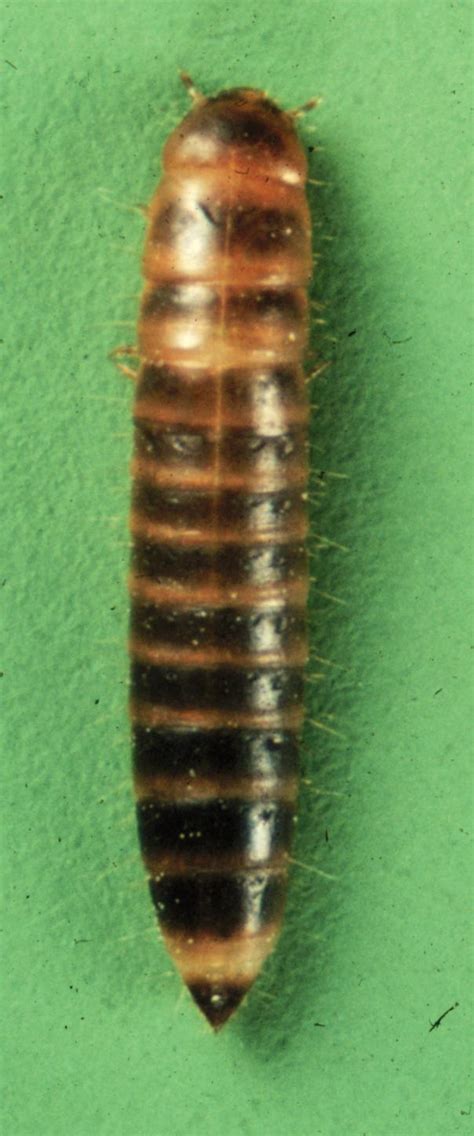 Lesser Mealworm Beetle Alphitobius Diaperinus