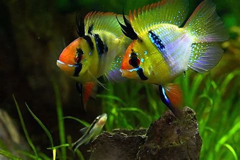 Top 13 Most Colorful Freshwater Fish Meowlogy Aquarium Fish