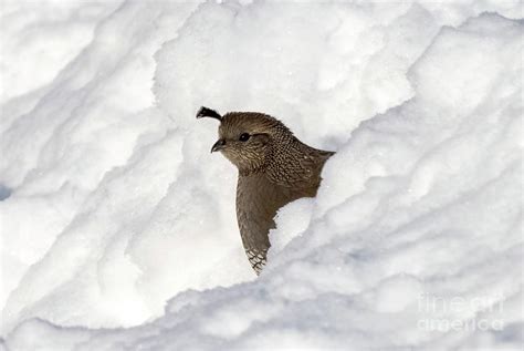 Peeking Quail Hen Photograph By Michael Dawson Fine Art America