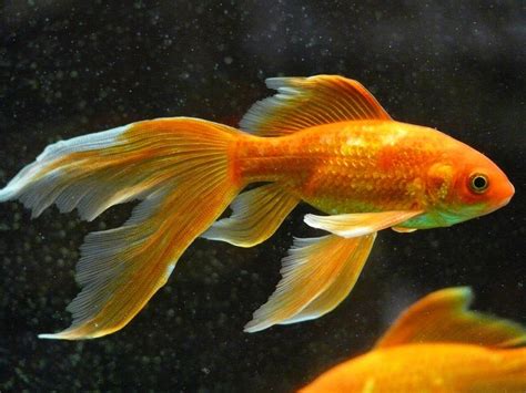 30 Types Of Goldfish Varieties Common And Fancy With Pictures Pet Keen