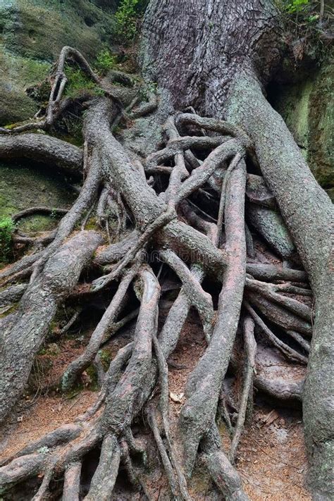 Close Up Of The Tree Roots Sticking Out Of The Ground In The Forest
