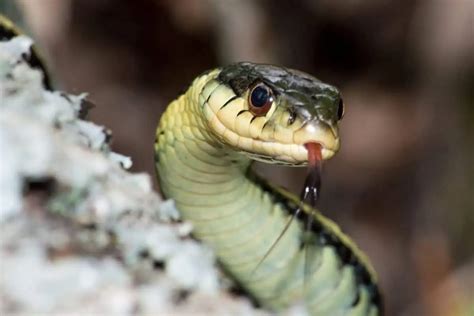 11 Types Of Yellow Snakes Examples Wildlife Informer