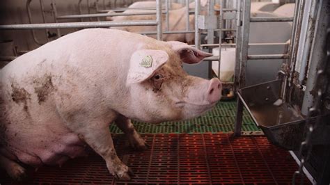 4 Tips On How To Get Better Results During Farrowing Pig Progress