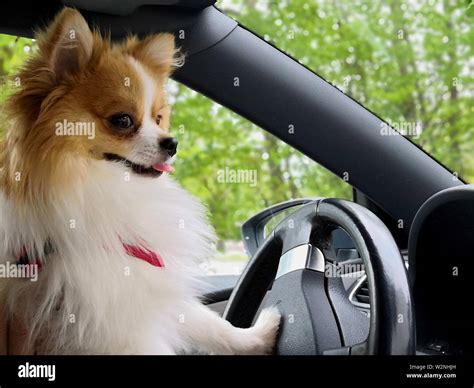Dog Driving A Car German Spitz Driving A Car Stock Photo Alamy