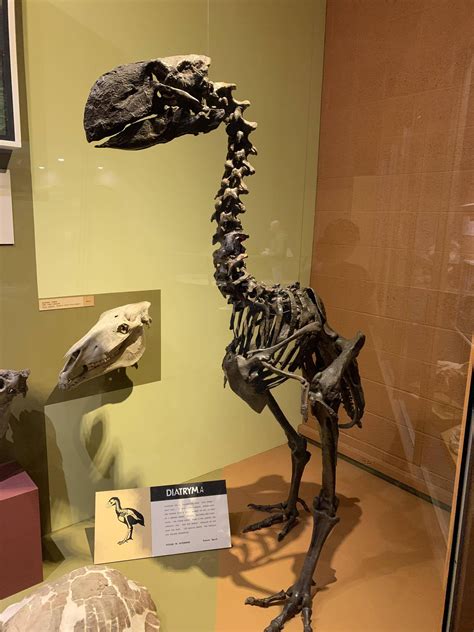 Found A Chocobo Fossil At The Cleveland Museum Of Natural History R