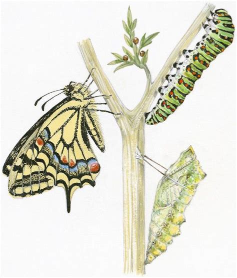 Print Of Illustration Of Life Cycle Of Swallowtail Butterfly Papilio