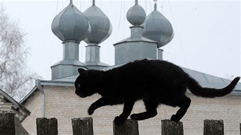 Budapest Protege A Los Gatos Negros De Grupos Satánicos En Halloween