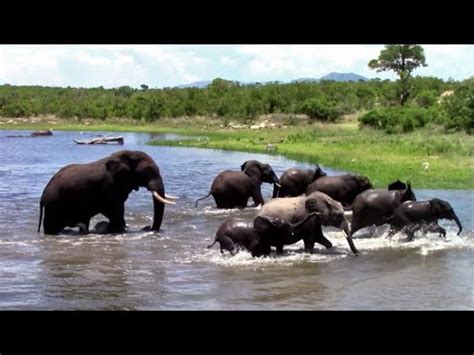 Big Musth Bull Elephant Disturbs A Breeding Herd That Were Enjoying Their Swim Youtube