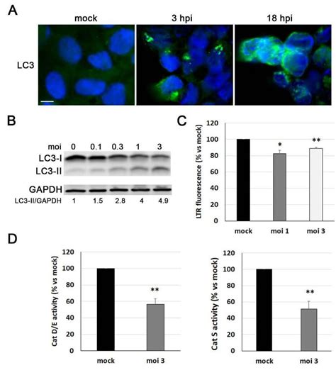 Microorganisms Free Full Text Herpes Simplex Virus Type 1 Induces