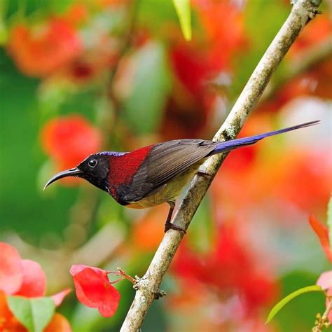 Crimson Sunbird Khao Sok National Park Thailand