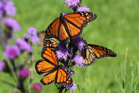 Monarch Butterfly 2018 Population Down By 148 Percent