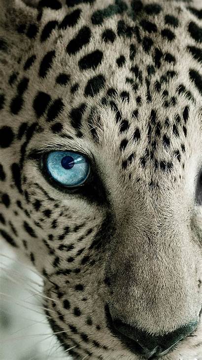 Leopard Snow Eye Wallpapers Htc Eyed Backgrounds