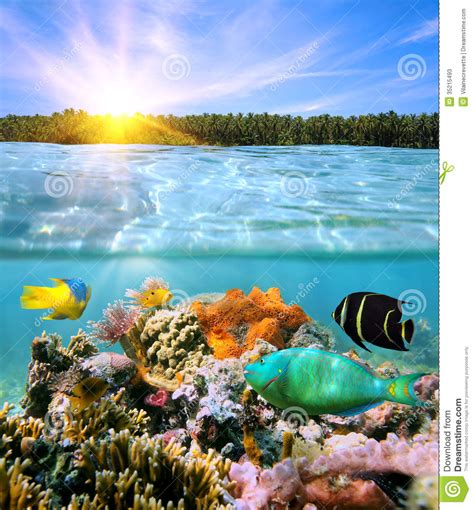 Sunset And Colorful Underwater Marine Life Stock Image