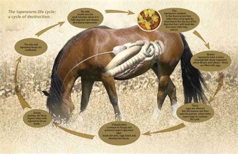 Consider Tapeworms In Equine Deworming Programs The Horse