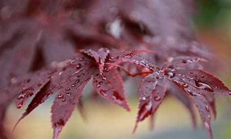 Japanese Maple Drops Leaves Branch Dew Bokeh After The Rain Red