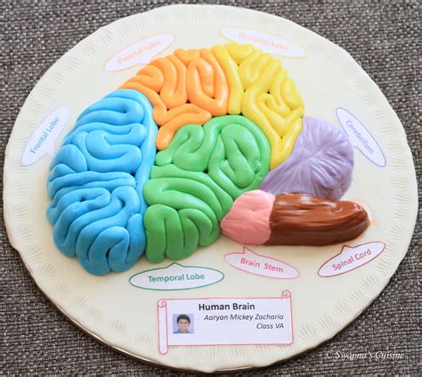 Model Of Human Brain With Fondant Human Brain Human Body Projects