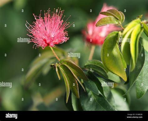 Pink Powder Puff Flower Calliandra Haematocephala A Hot House Plant
