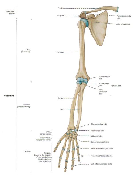 Arm Bones Arm Anatomy Arm Bones Anatomy Bones