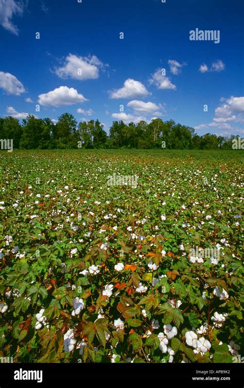 Agriculture Mature Cotton Plants With Bolls Opening Up Prior To