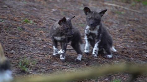One of the features that sets them apart from other canids is their feet, they have the birth of these puppies is critical, as african painted dogs are an endangered species. Painted Puppies! - CUTETROPOLIS