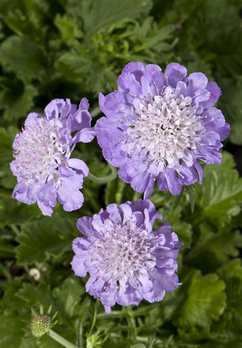 Scabiosa Columbaria Giga The Largest Of Pincushion Flowers To Be