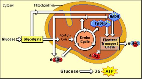 The reactions involved in respiration are catabolic reactions, which break. What is the importance of mitrochondria in an animal cell ...