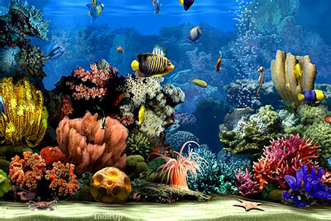 3d Aquarium Screensaver İndir Ekran Koruyucu Windows