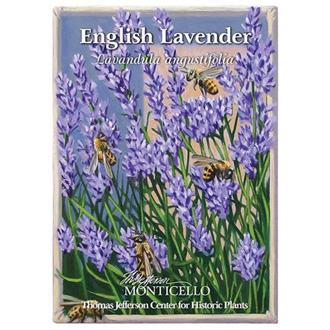 English Lavender Seeds Lavandula Angustifolia Monticello Shop