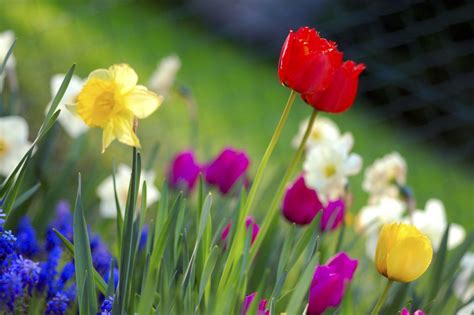 The 5 Flowers Jacksonville Homeowners Should Consider Spring Cleaning