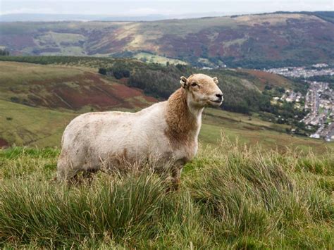 Breed Characteristics South Wales Mountain Sheep Society