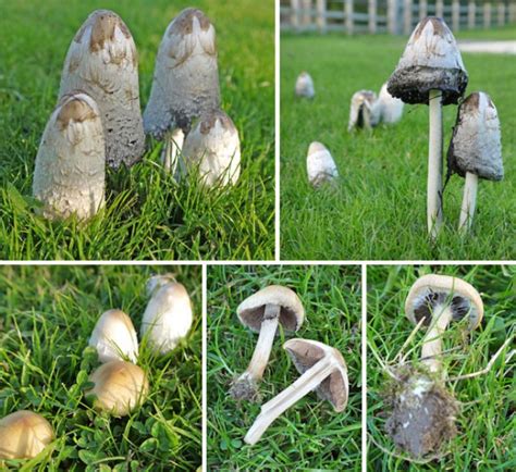 Shaggy Inkcaps Out In Force The Mushroom Diary Uk Wild Mushroom