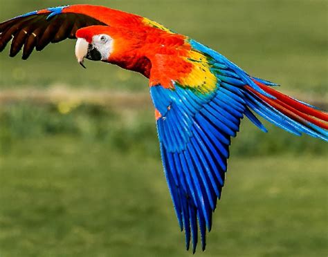Top 10 Most Beautiful Birds In The United States Exploring Usa