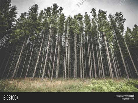 Tall Pine Tree Forest Image And Photo Free Trial Bigstock