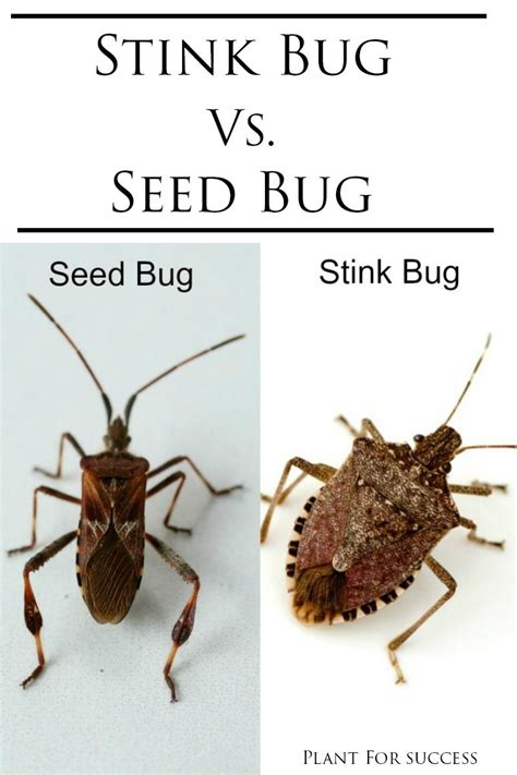 How To Stop Stink Bugs From Coming In Siambookcenter